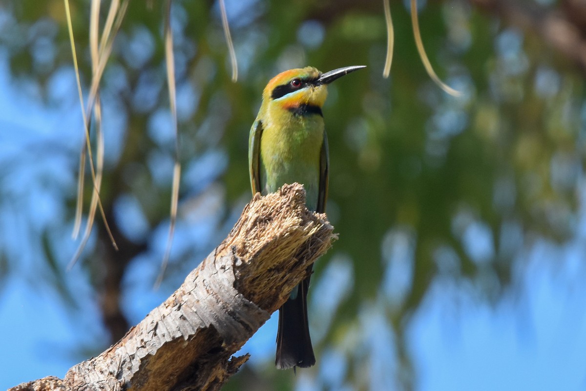 Rainbow Bee-eater - ML609626142