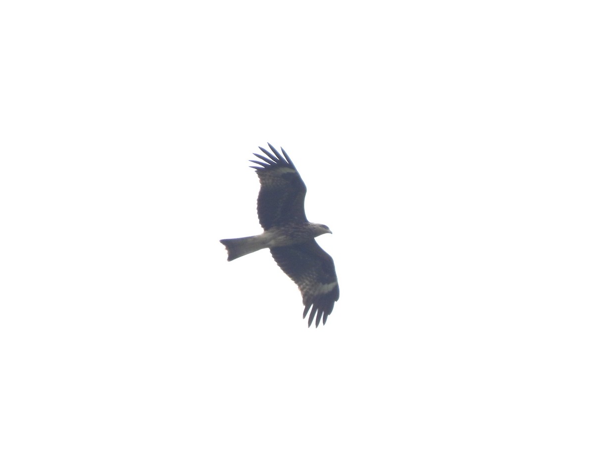 Black Kite (Black-eared) - ML609627206
