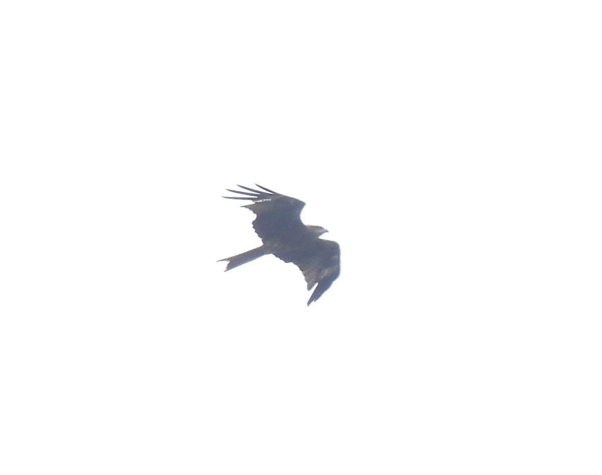 Black Kite (Black-eared) - ML609627208