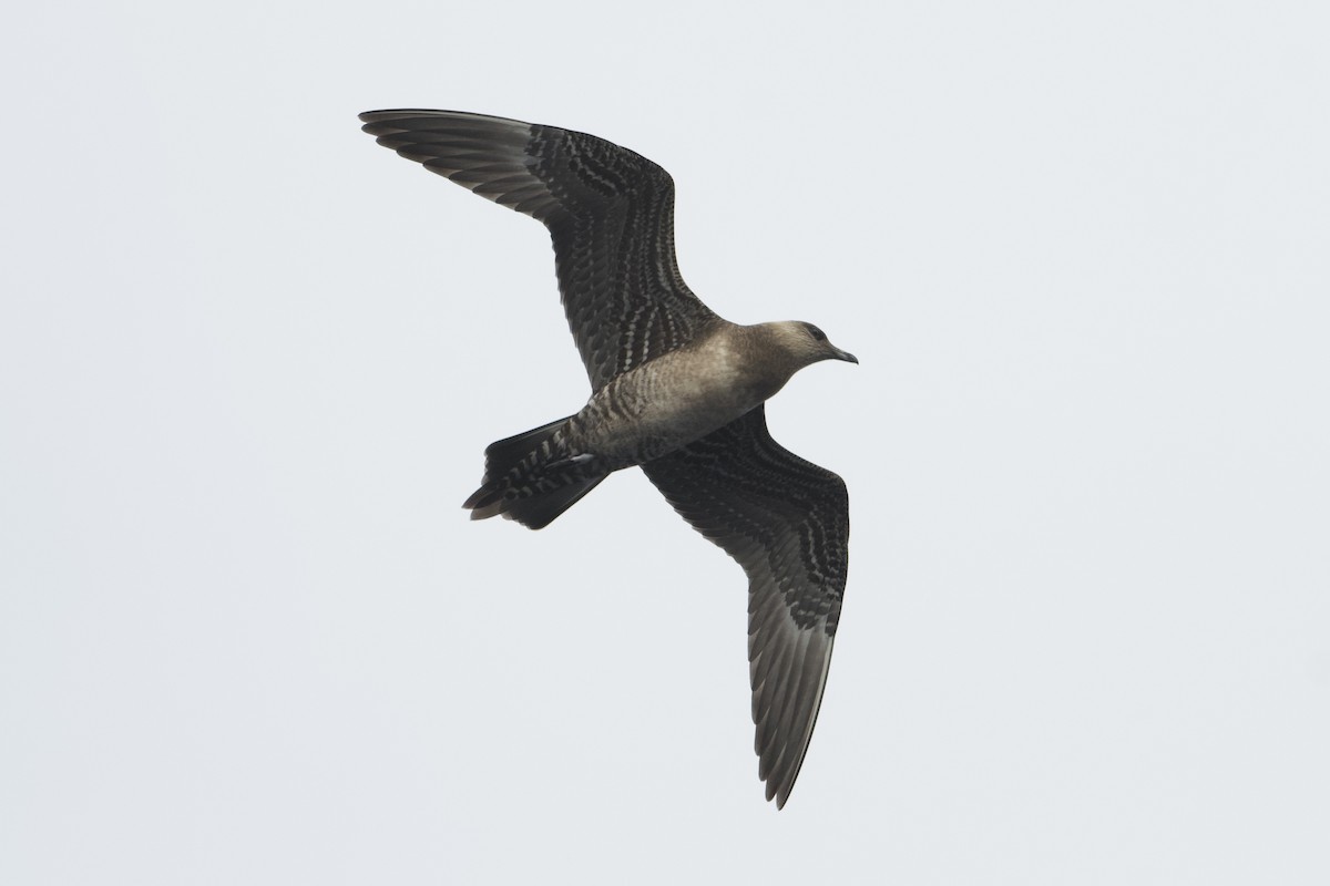 Long-tailed Jaeger - ML609627227