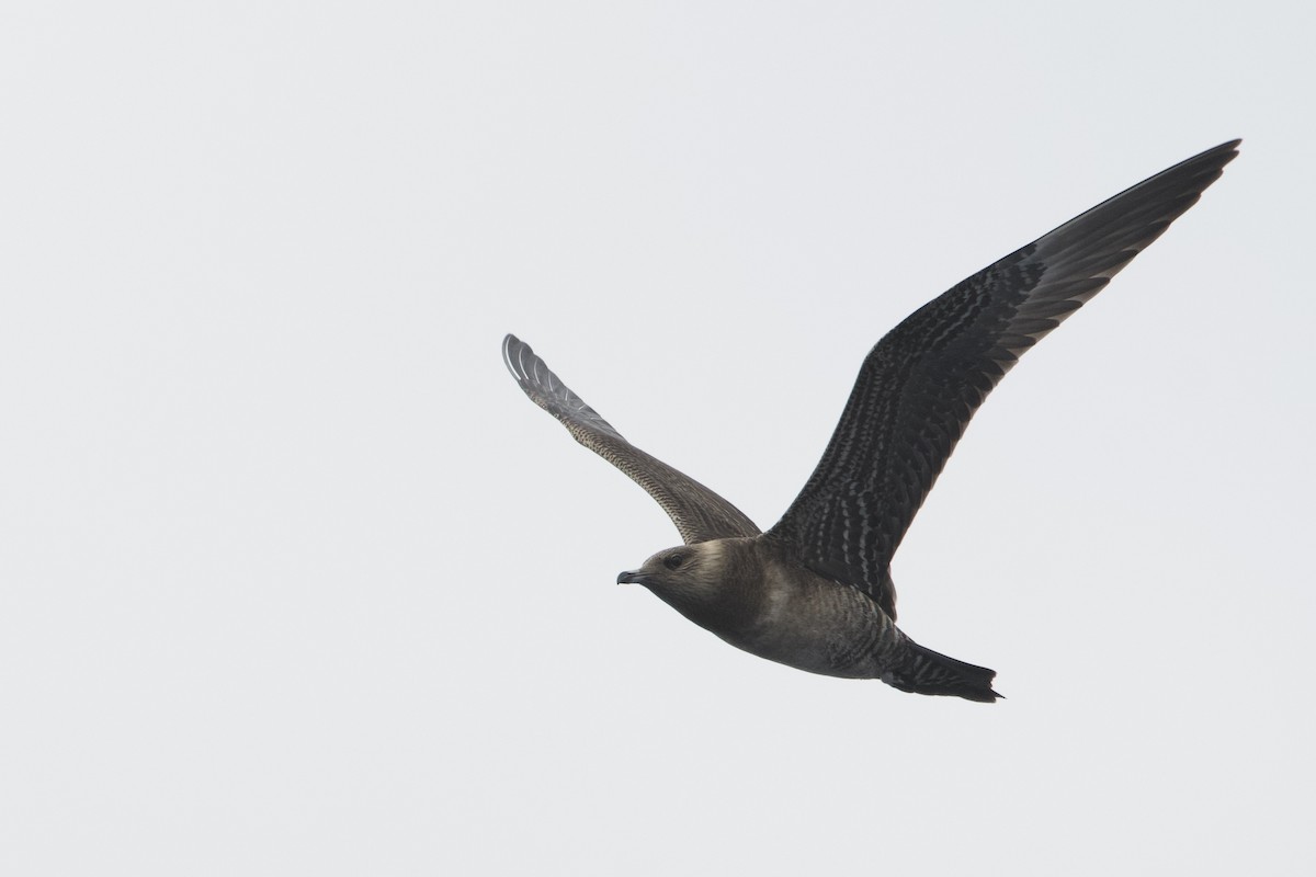 Long-tailed Jaeger - ML609627229