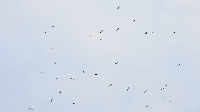 Black Kite (Black-eared) - ML609627245