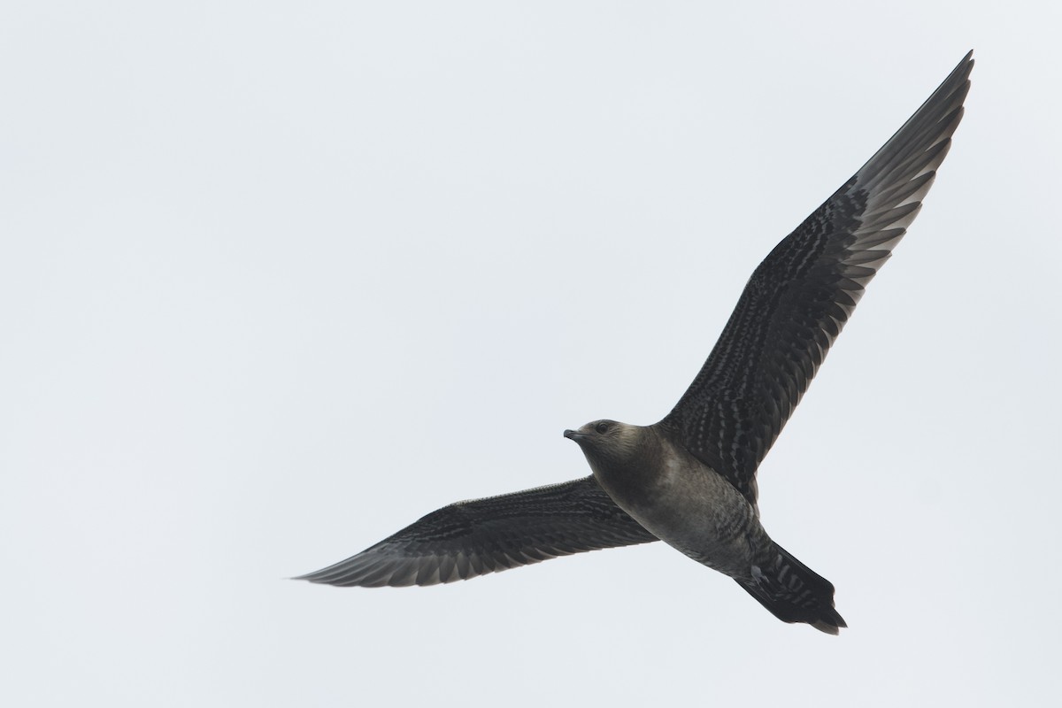 Long-tailed Jaeger - ML609627246