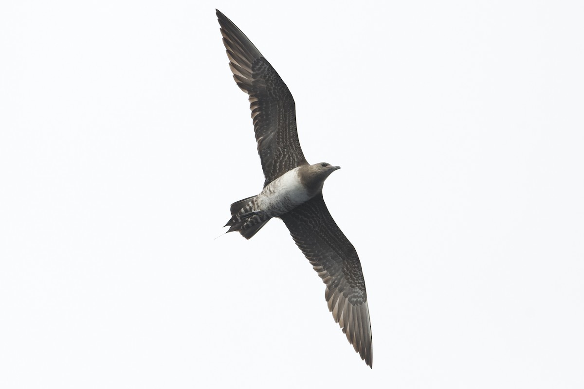 Long-tailed Jaeger - ML609627247