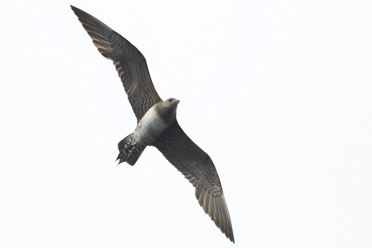 Long-tailed Jaeger - ML609627249