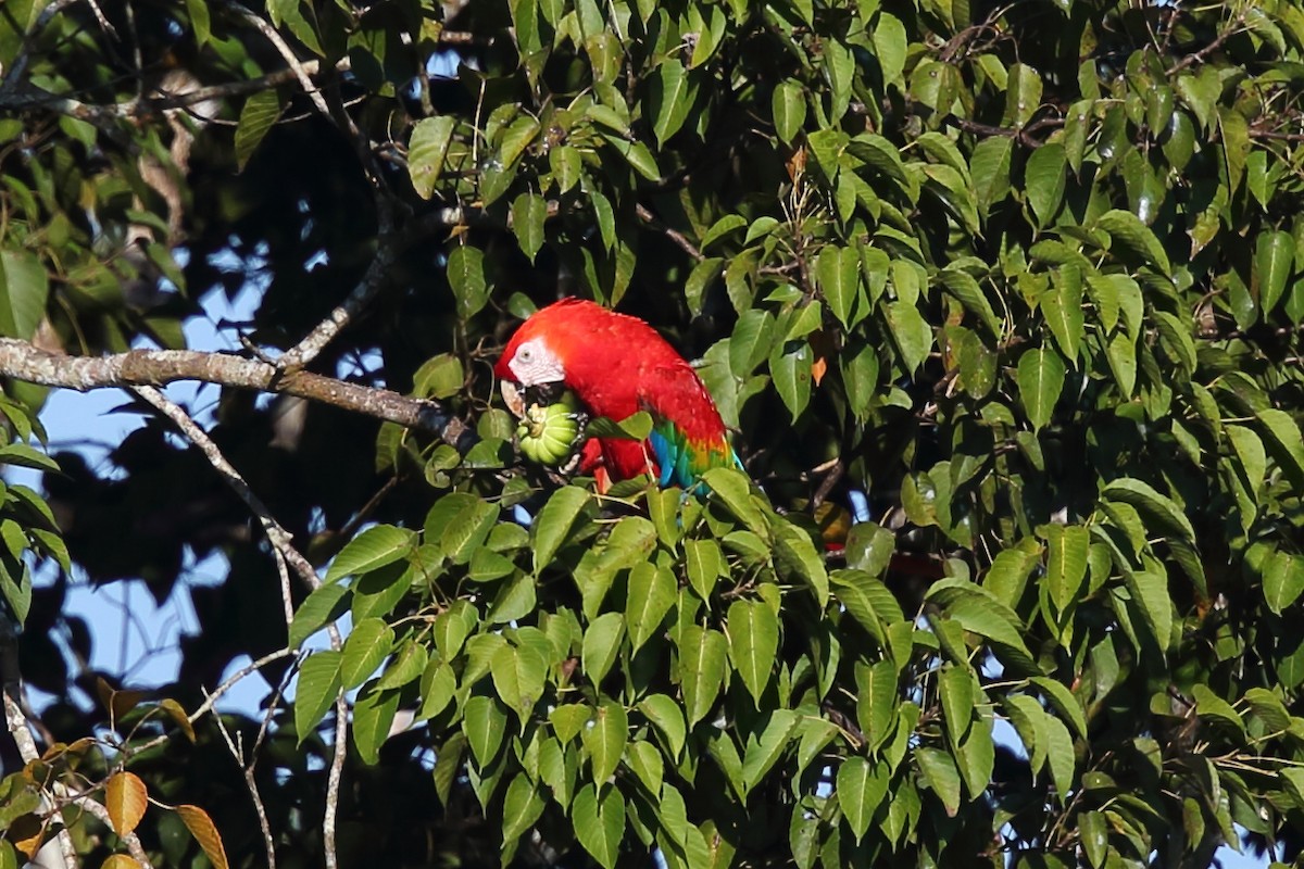 Scarlet Macaw - ML609627264