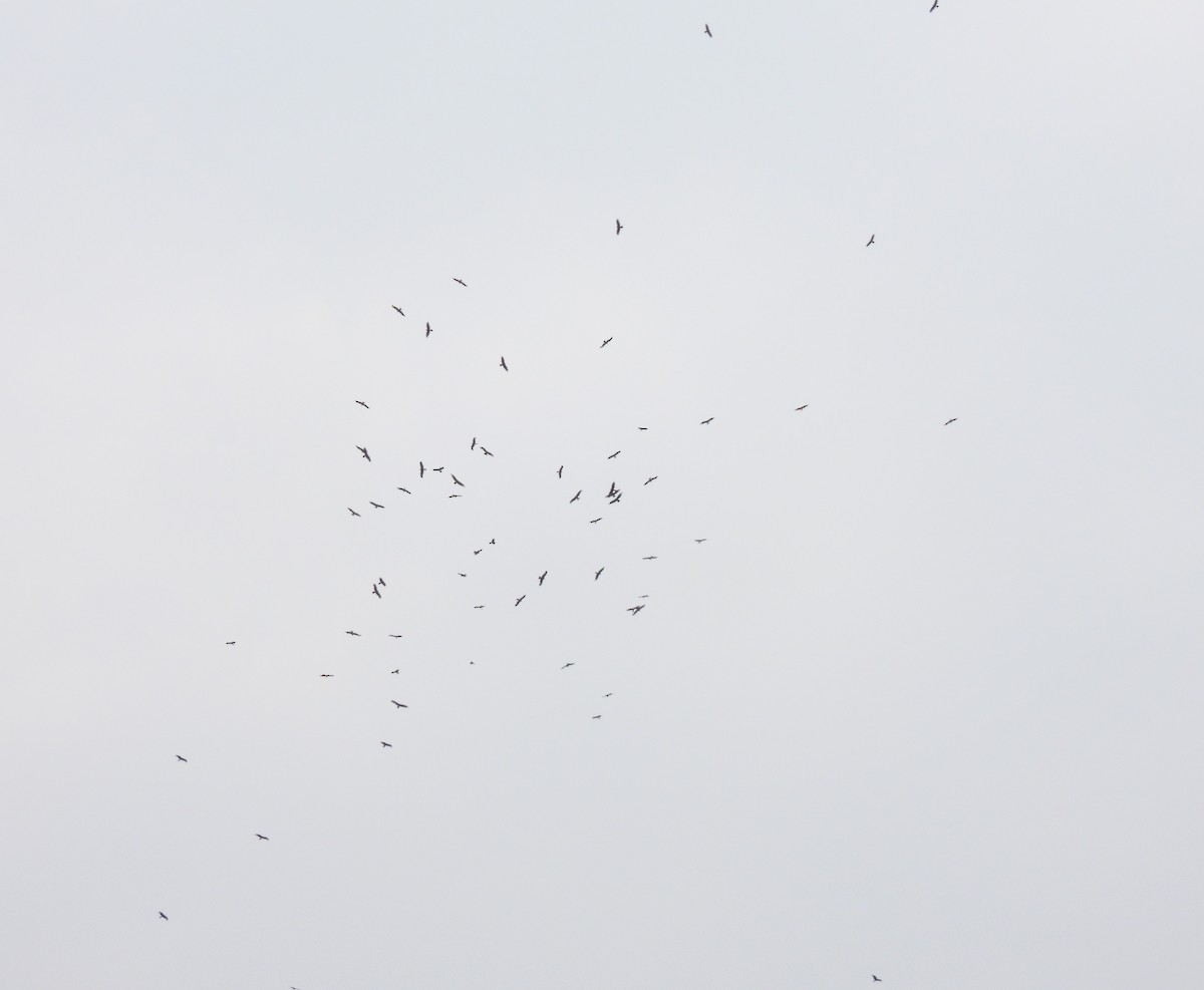 Black Kite (Black-eared) - ML609627285