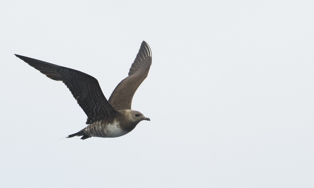 Long-tailed Jaeger - ML609627323