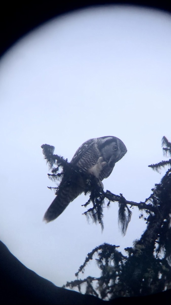 Northern Hawk Owl - Sam Simon