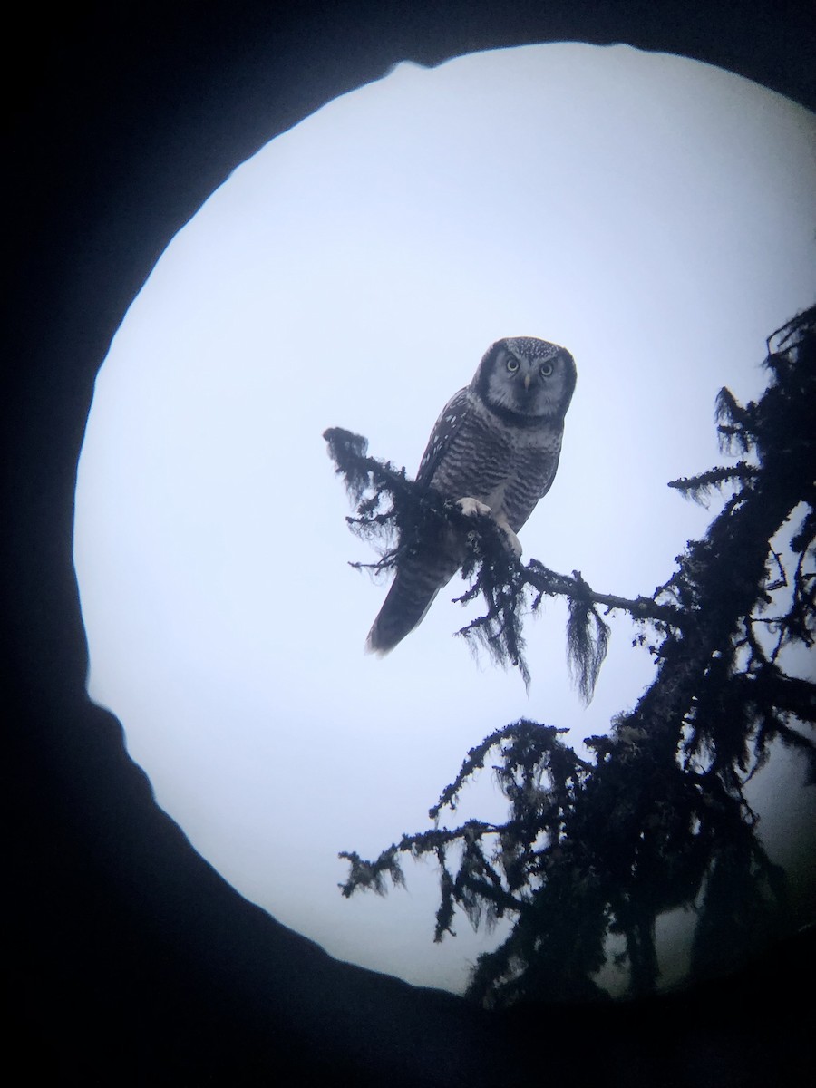Northern Hawk Owl - ML609627423