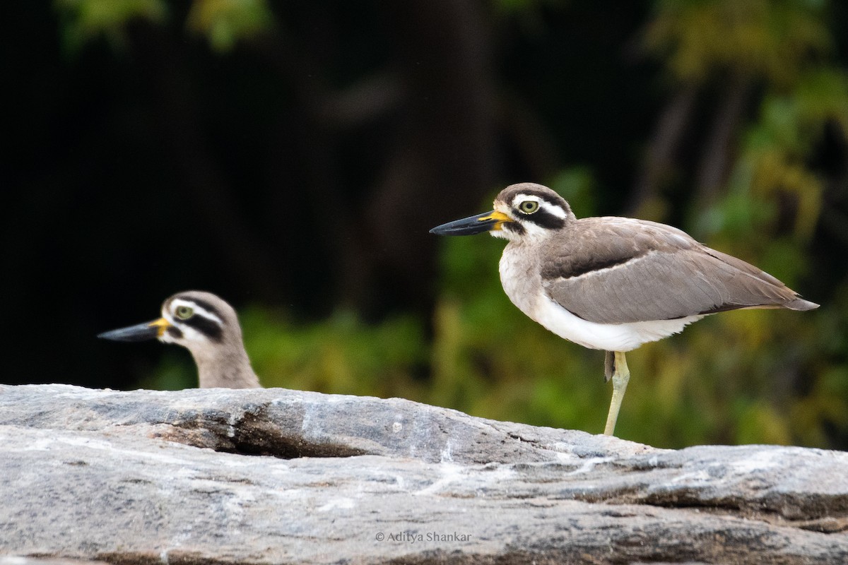 Great Thick-knee - ML609627859