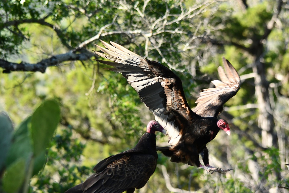 Turkey Vulture - ML609627990
