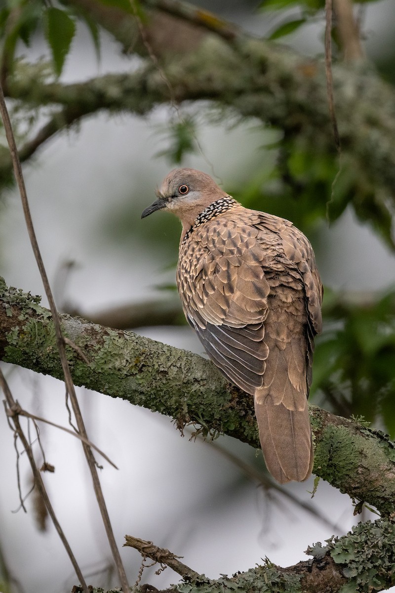 Spotted Dove - ML609628059