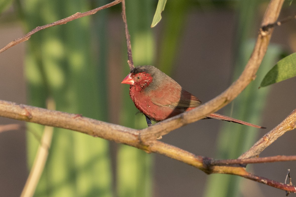 Crimson Finch - Xu Shi