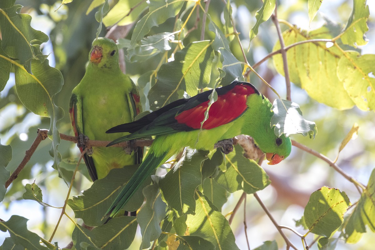 Red-winged Parrot - ML609628414