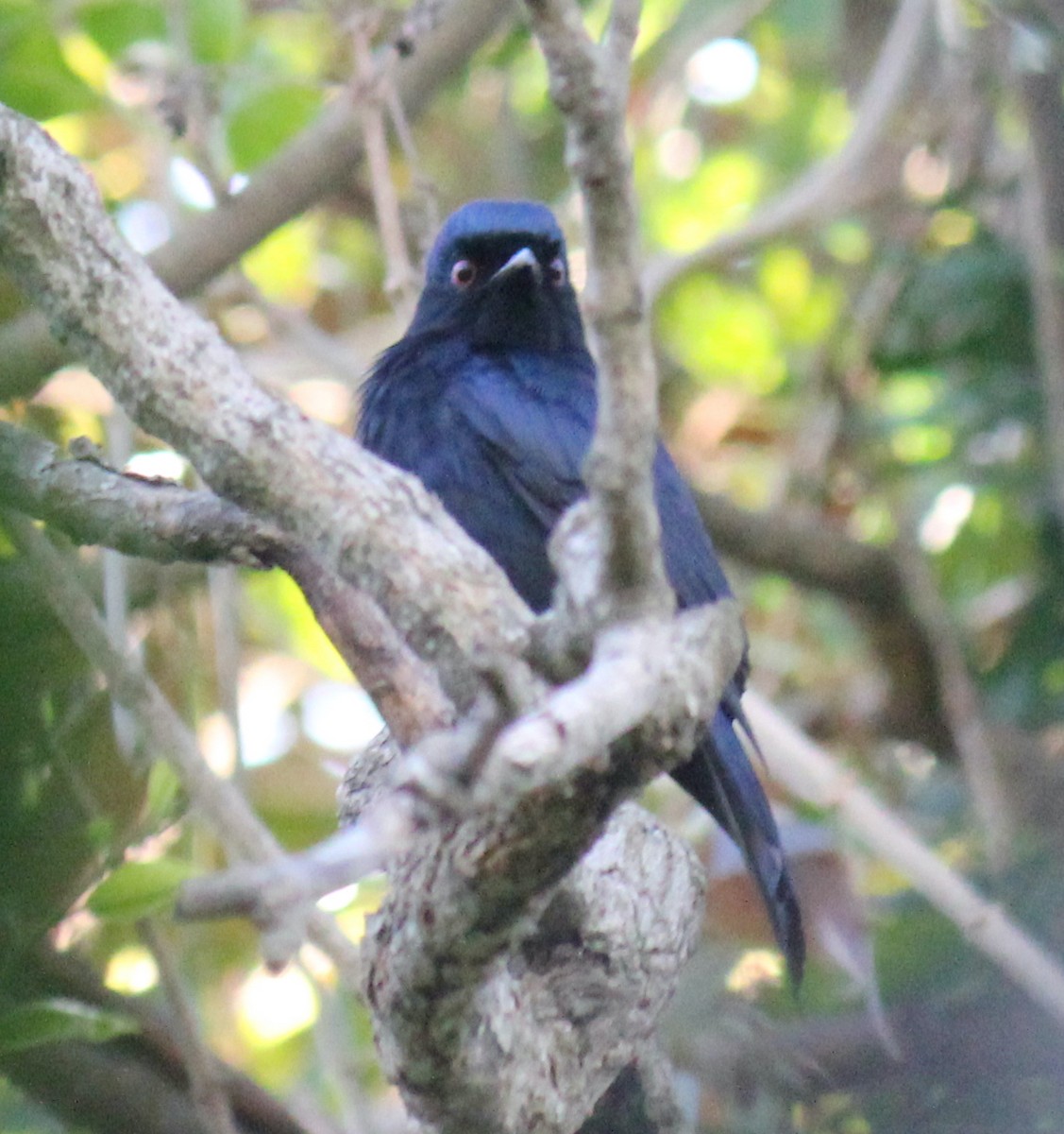Square-tailed Drongo - ML609628664