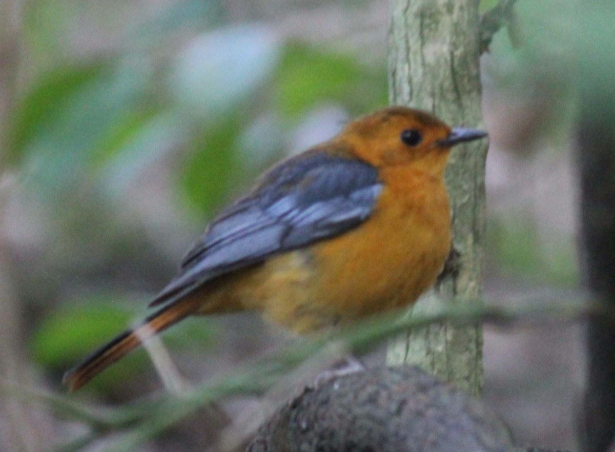Red-capped Robin-Chat - ML609628667