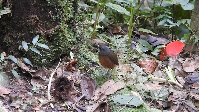 Moustached Antpitta - ML609628692