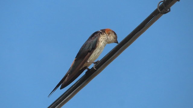 Red-rumped Swallow - ML609628870