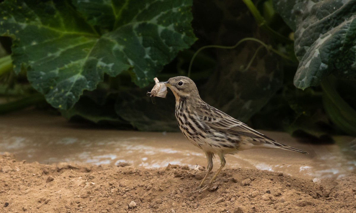 Red-throated Pipit - ML609628974