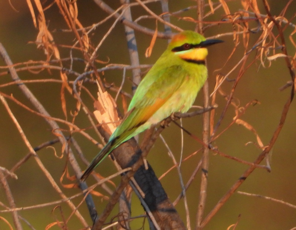 Rainbow Bee-eater - ML609629592