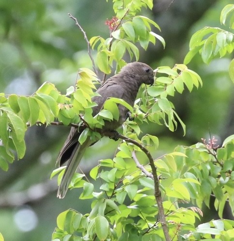 Seychelles Parrot - ML609629643
