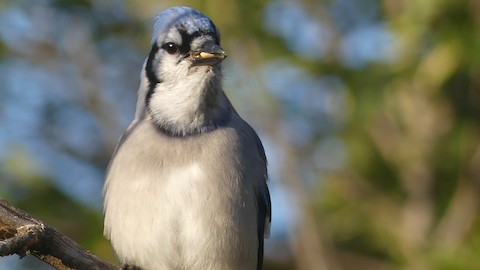 Blue Jay - eBird