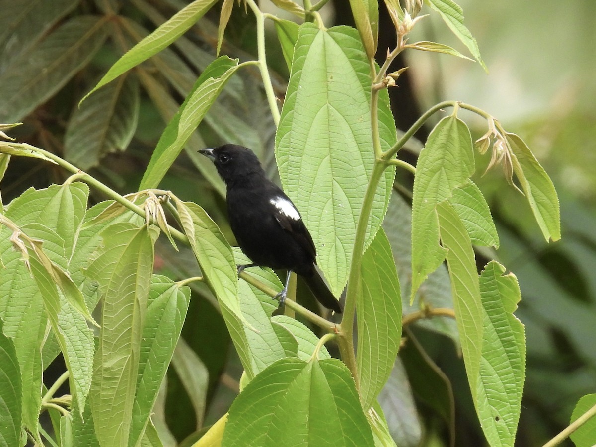 White-shouldered Tanager - ML609629737