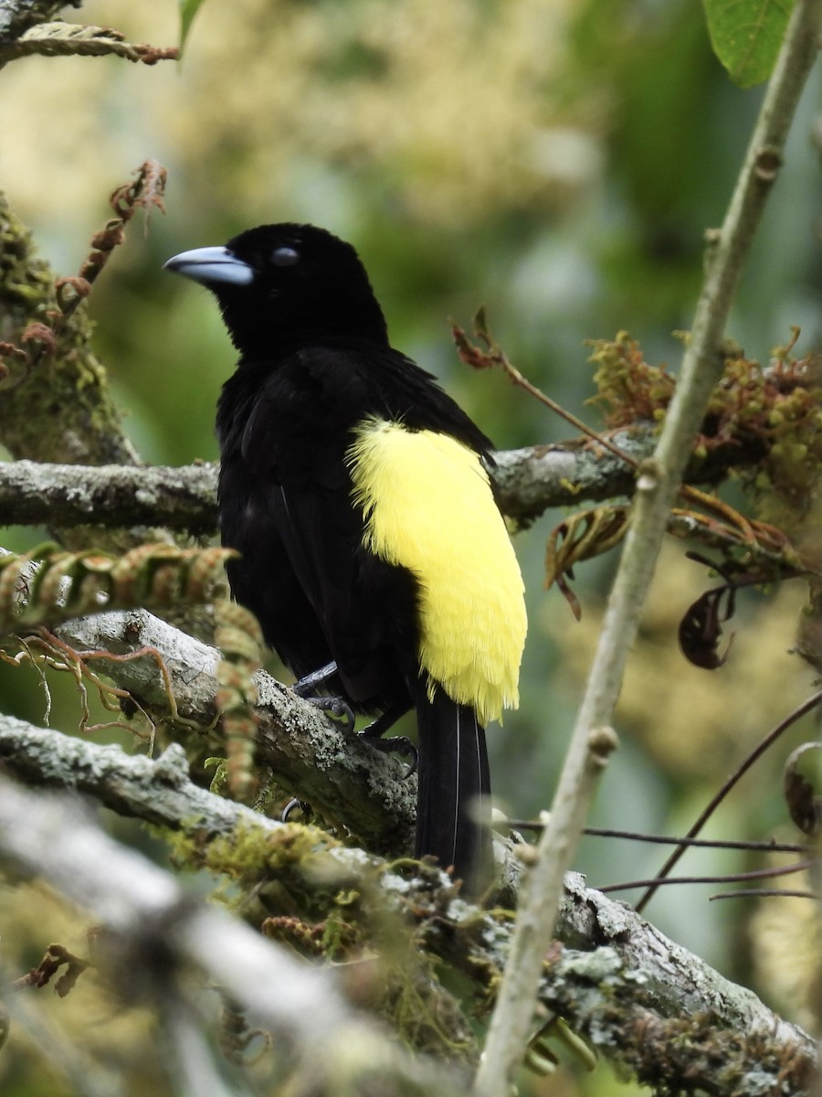 Flame-rumped Tanager (Lemon-rumped) - ML609629754