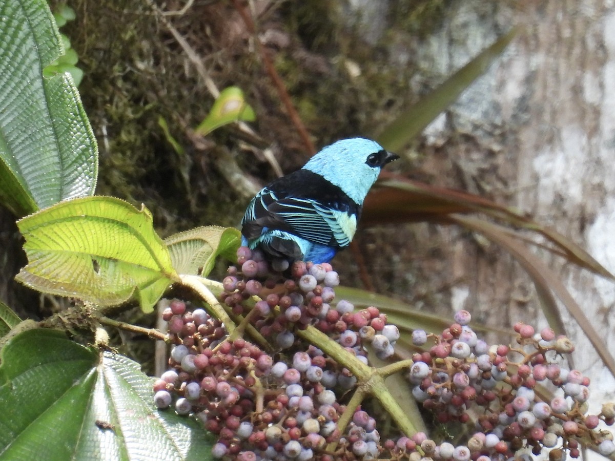 Blue-necked Tanager - ML609629757