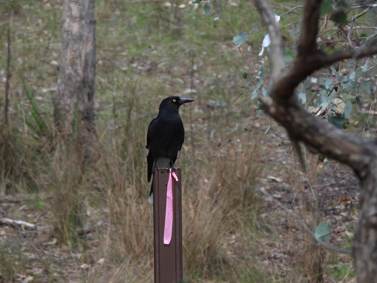 Pied Currawong - ML609629787