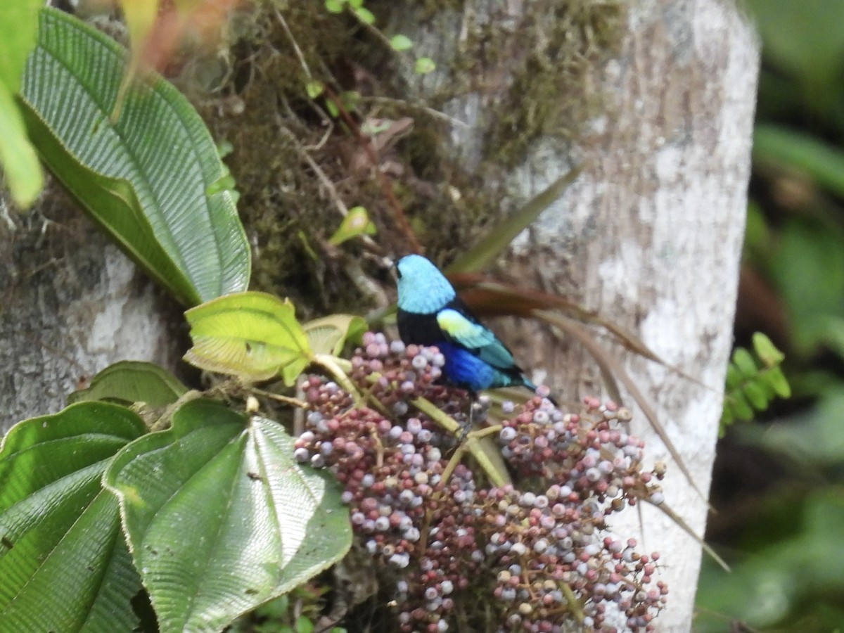 Blue-necked Tanager - ML609629810