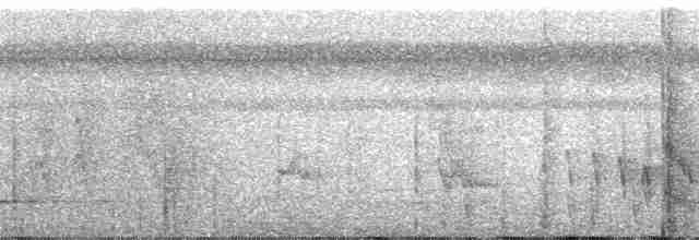 White-flanked Antwren (White-flanked) - ML60963