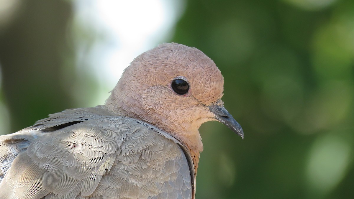Laughing Dove - ML609630001