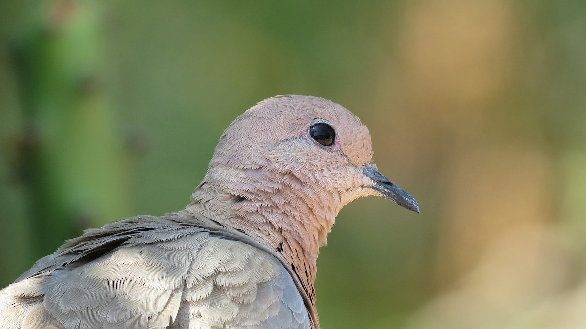 Laughing Dove - ML609630002