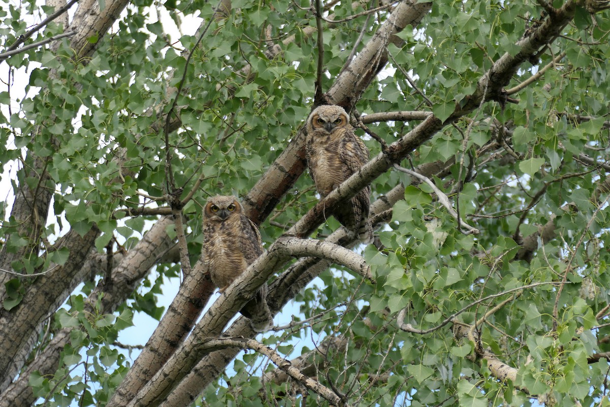 Great Horned Owl - ML609630039