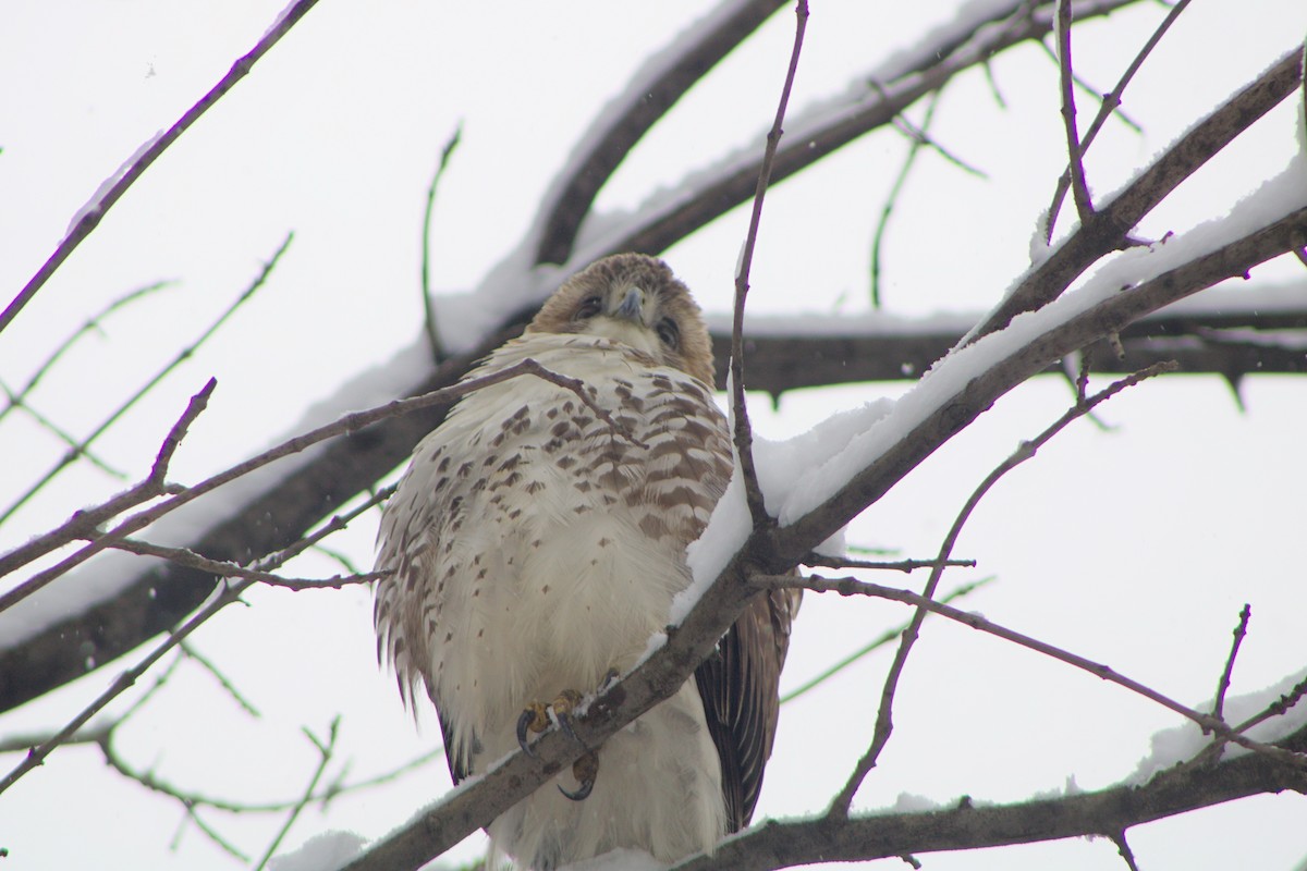 Red-tailed Hawk - ML609630322