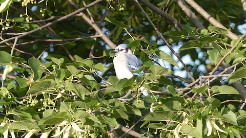 Blue Jay - eBird