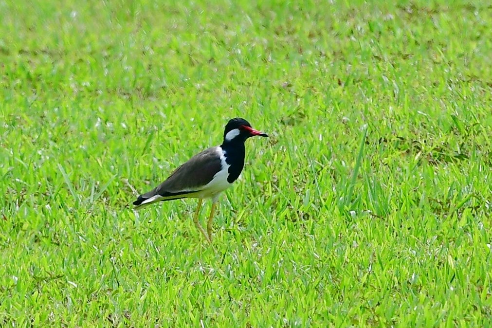 Red-wattled Lapwing - Anonymous