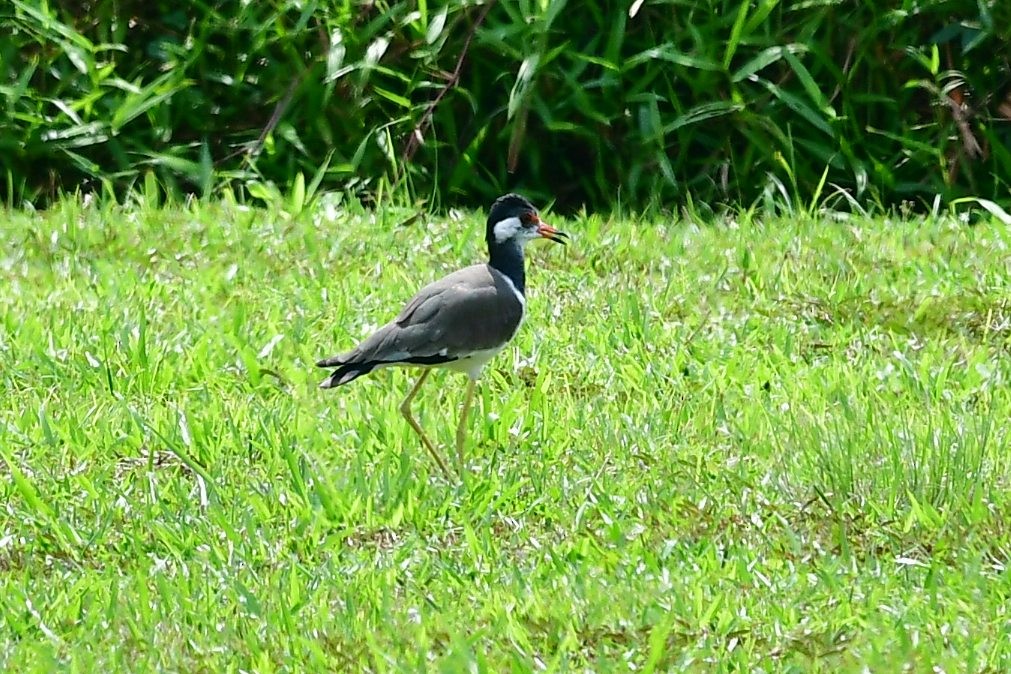Red-wattled Lapwing - Anonymous