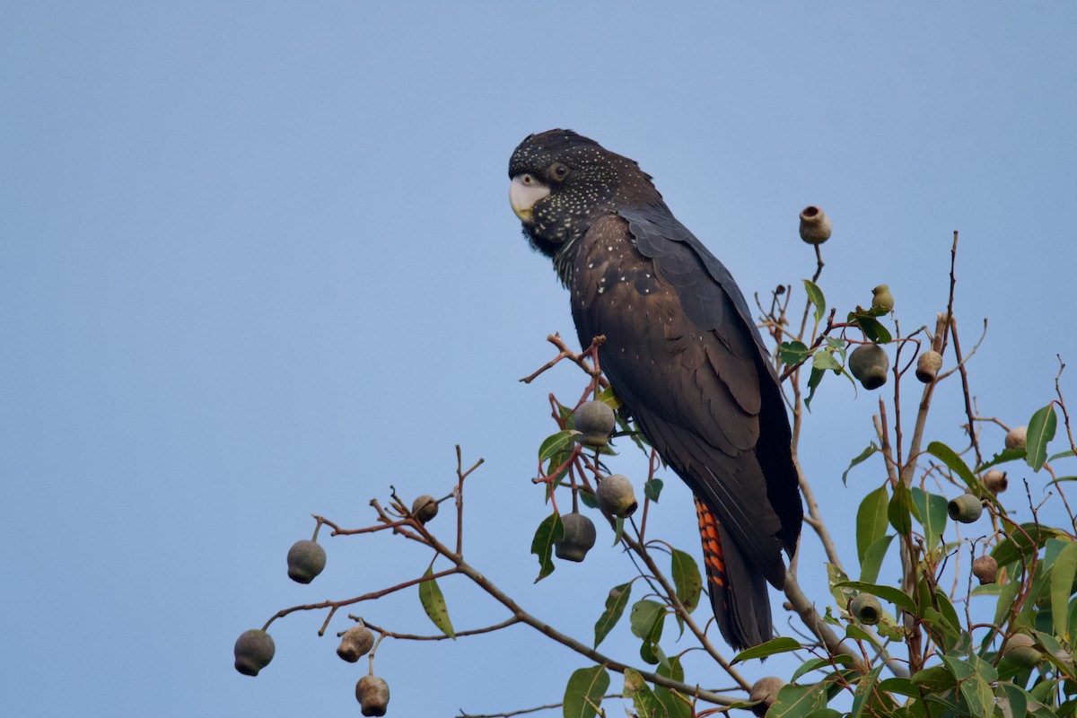 Red-tailed Black-Cockatoo - ML609630591