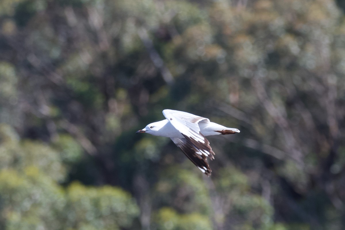 紐澳紅嘴鷗 - ML609630616