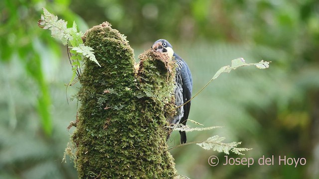 Acorn Woodpecker (Acorn) - ML609630681