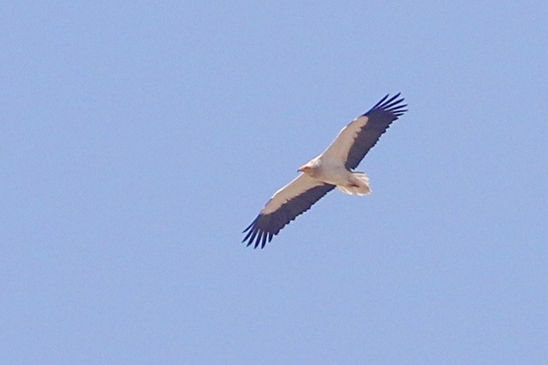 Egyptian Vulture - ML609630695