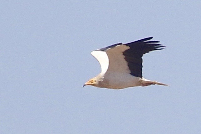 Egyptian Vulture - ML609630696