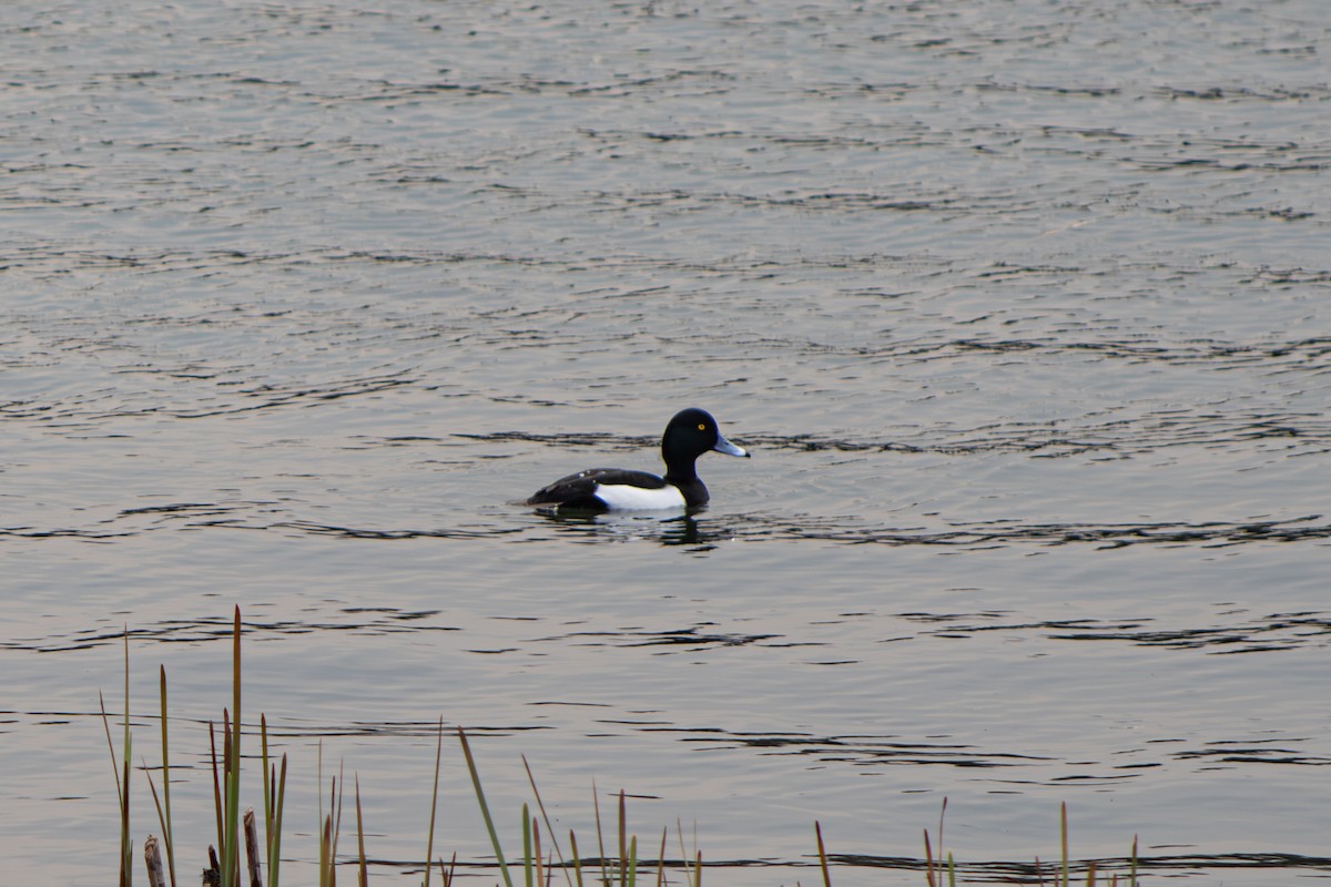 Tufted Duck - ML609630848
