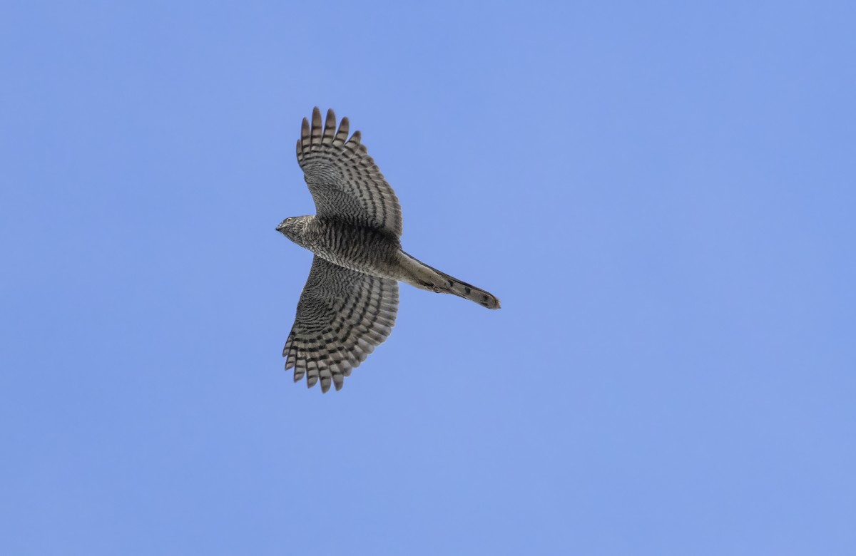 Eurasian Sparrowhawk - ML609631059