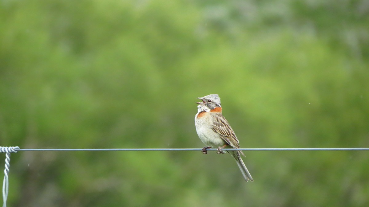 Rufous-collared Sparrow - ML60963131