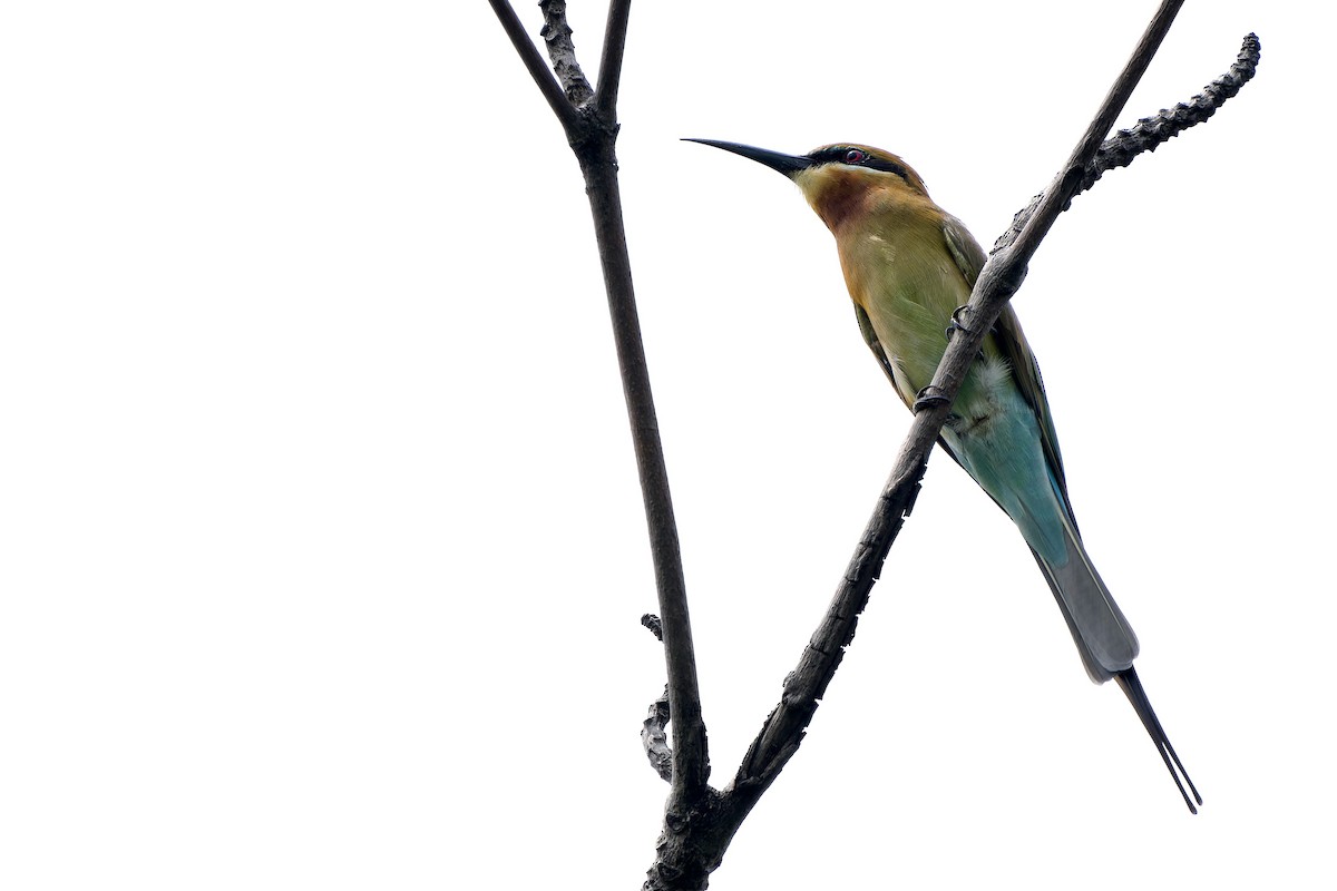 Blue-tailed Bee-eater - ML609631577