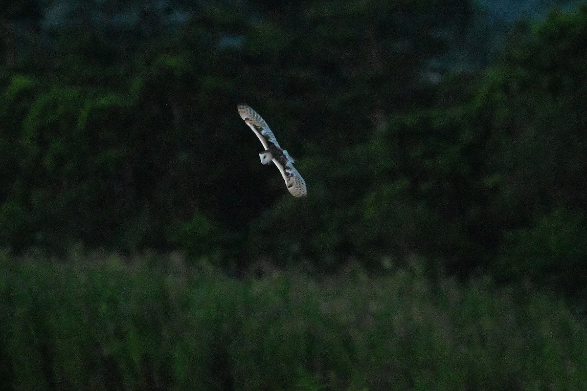 Australasian Grass-Owl - ML609631622